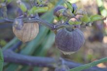 Tohumunu Çin'den getirip ektiği mor çileğe, talep arttı