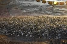 Egeli balıkçılar, ışıklı avlanmada kendilerinin örnek alınmasını istiyor