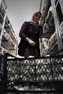 Mantarın başkenti Korkuteli