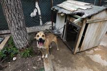 'Ruhsatı olmayan pitbull beslemesin'