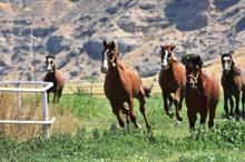 Şampiyon 'Özgünhan'ın tayları yok satıyor