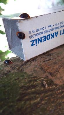 Narenciye ve nar ağaçlarını avcı böcek koruyor