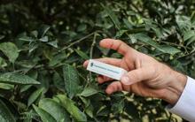 Narenciye ve nar ağaçlarını avcı böcek koruyor