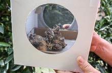 Narenciye ve nar ağaçlarını avcı böcek koruyor