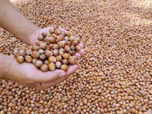 Çinliler, Türk fındığı peşinde