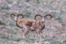'Alageyik' Toros Dağları'nda görüntülendi