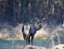 'Alageyik' Toros Dağları'nda görüntülendi