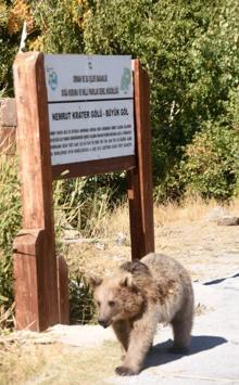 Nemrut’ta elle beslenen yavru ayılar için harekete geçildi