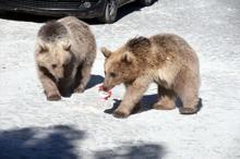 Nemrut’ta elle beslenen yavru ayılar için harekete geçildi