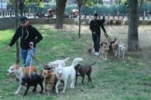 Köpekleri gezdiriyor, ayda 5-6 bin lira kazanıyorlar