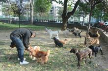 Köpekleri gezdiriyor, ayda 5-6 bin lira kazanıyorlar