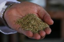 Kekikte 'uçucu yağ' hilesi