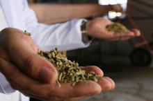 Kekikte 'uçucu yağ' hilesi