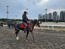 Milyonluk safkanlar, binlerce kişiye istihdam sağlıyor