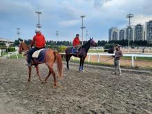 Milyonluk safkanlar, binlerce kişiye istihdam sağlıyor