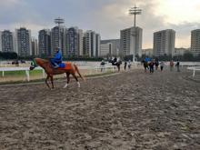 Milyonluk safkanlar, binlerce kişiye istihdam sağlıyor