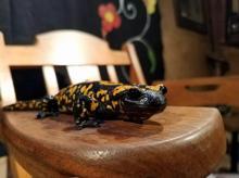 Anadolu benekli semenderi, simge haline geldi