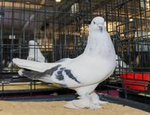 Bu güvercinlerin fiyatı dudak uçaklatıyor