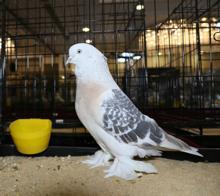 Bu güvercinlerin fiyatı dudak uçaklatıyor