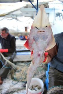 İnsan yüzlü sapan balığının nesli tehlike altında