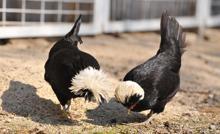 Ünlü kalp cerrahından gezen tavuk açıklaması; dışkısını yiyor, salmonella bulaşma ihtimali yüksek