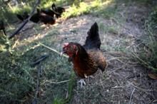 Ünlü kalp cerrahından gezen tavuk açıklaması; dışkısını yiyor, salmonella bulaşma ihtimali yüksek