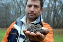 Trüf mantarı uzmanı: Türkiye'de, Avrupa'daki kadar ilgi görmüyor