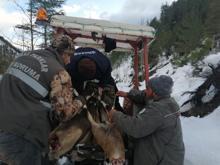 Yüzlerce metre taşıdı