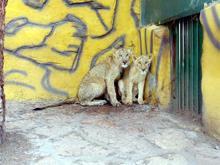 Cumhurbaşkanı Erdoğan’a hediye edilen aslanlar büyüdü