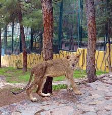 Cumhurbaşkanı Erdoğan’a hediye edilen aslanlar büyüdü