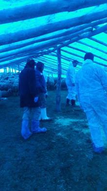 240 küçükbaş telef oldu, köy karantinada