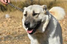 Sivas'ta Kangal köpekleri için 7 milyon liralık yeni tesis