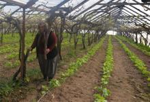 Çevreci muhtara 'yıldırma' saldırısı