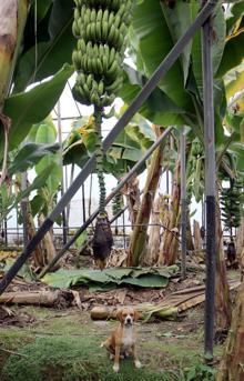 Yerli muz piyasa lideri oldu