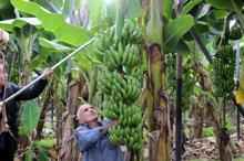 Yerli muz piyasa lideri oldu
