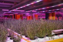 Türkiye'nin ilk bitki fabrikası