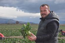 Sezon sonuna doğru ıspanak tahtını geri alıyor