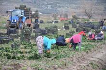 Sezon sonuna doğru ıspanak tahtını geri alıyor