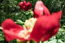 İstanbul'da çok nadir görülüyor; Şile'de görüntülendi