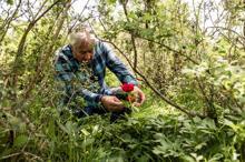 İstanbul'da çok nadir görülüyor; Şile'de görüntülendi