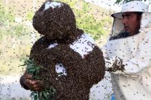 'Arı Adam', Çin'in dünya rekorunu kırmak için binlerce arıyı üzerinde topladı