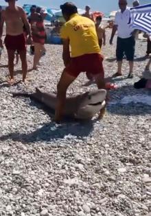 Antalya'da köpek balığı ölüsü kıyıya vurdu