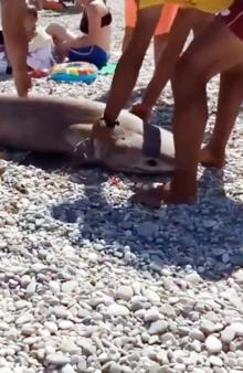 Antalya'da köpek balığı ölüsü kıyıya vurdu