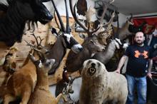 Tahnit ustası, ölen hayvanları gelecek nesillere tanıtıyor