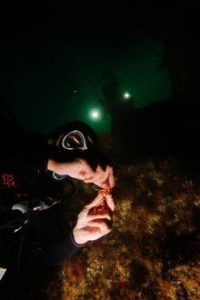 Marmara Denizi'nde 27-30 metrelerde büyük mercan ekimi