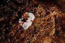 Marmara Denizi'nde 27-30 metrelerde büyük mercan ekimi