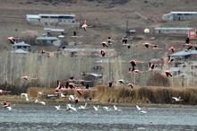 Küresel iklim değişimi flamingoları etkiledi, son 10 yıldır gitmiyorlar