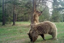 Rize’de ayılar, 25 yayla evine zarar verdi