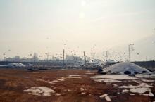 Aç kalan kuşlar, yem fabrikasını mesken tuttu