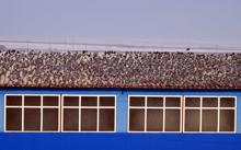 Aç kalan kuşlar, yem fabrikasını mesken tuttu